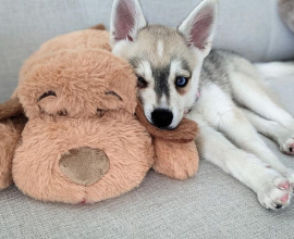 Alaskan klee kai for sale near me