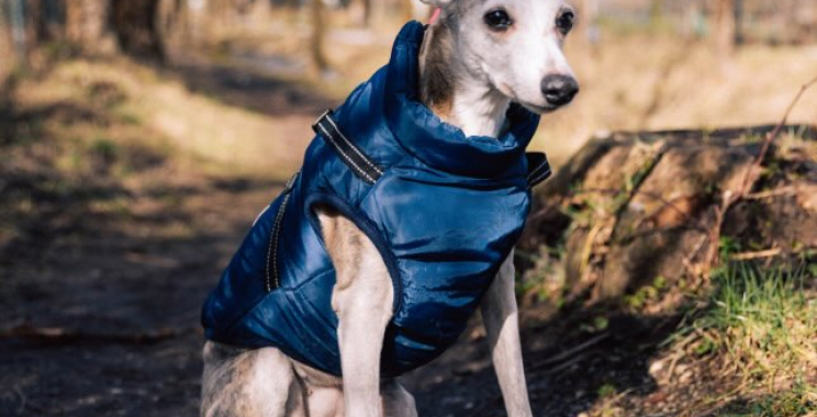 Find the best winter jackets for dogs to keep them warm and cozy.