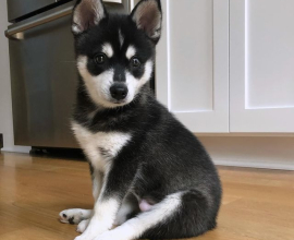 Klee Kai Puppies for Sale Healthy, Playful Puppies Available Now